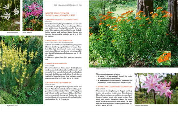 Wächst fast ohne Wasser