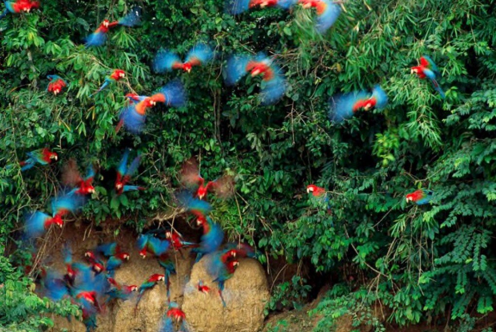 60 Jahre Wildlife Fotografien des Jahres