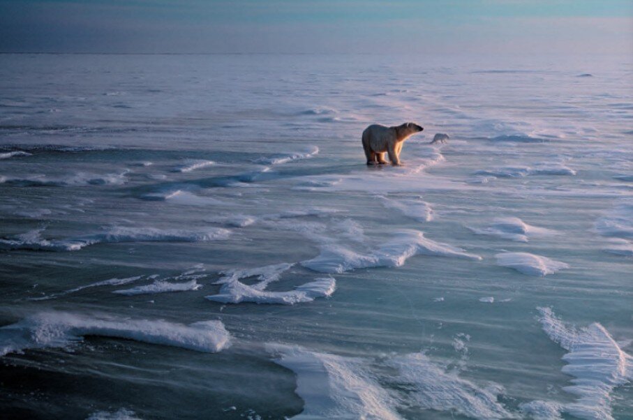 60 Jahre Wildlife Fotografien des Jahres