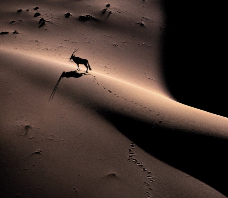 60 Jahre Wildlife Fotografien des Jahres