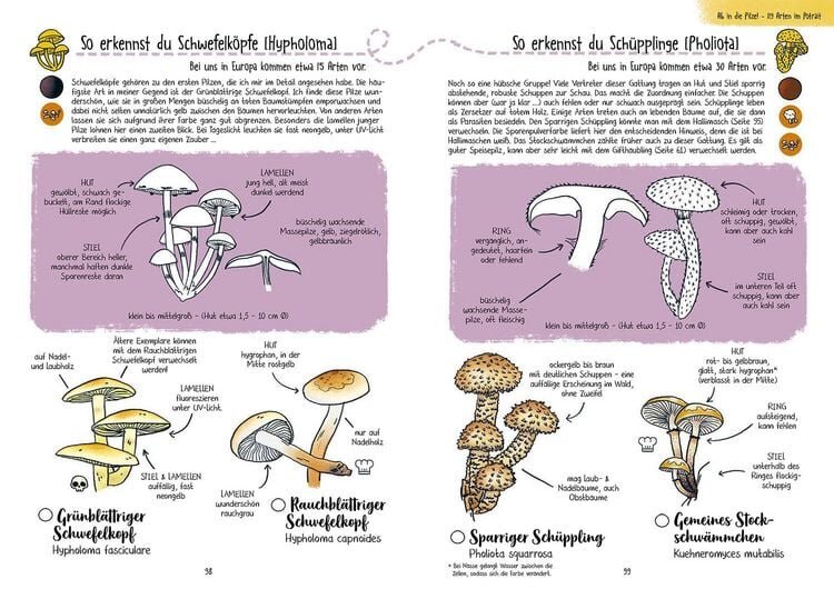 Pilze für Ahnungslose