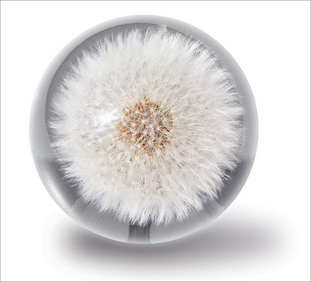 Briefbeschwerer Pusteblume