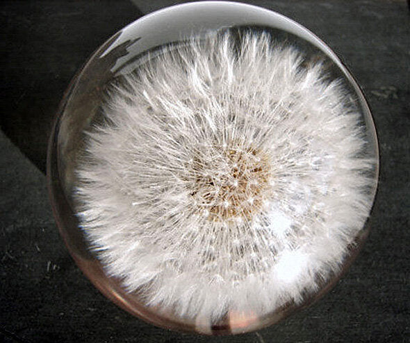 Briefbeschwerer Pusteblume
