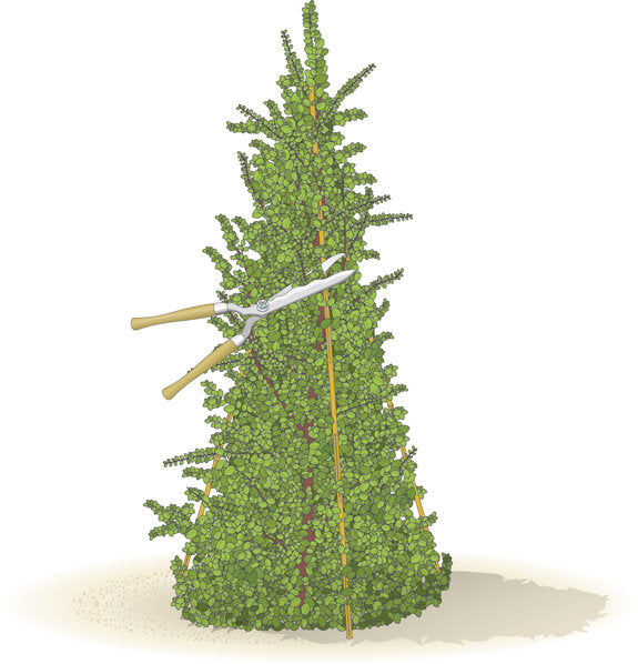 Handbuch Pflanzenschnitt