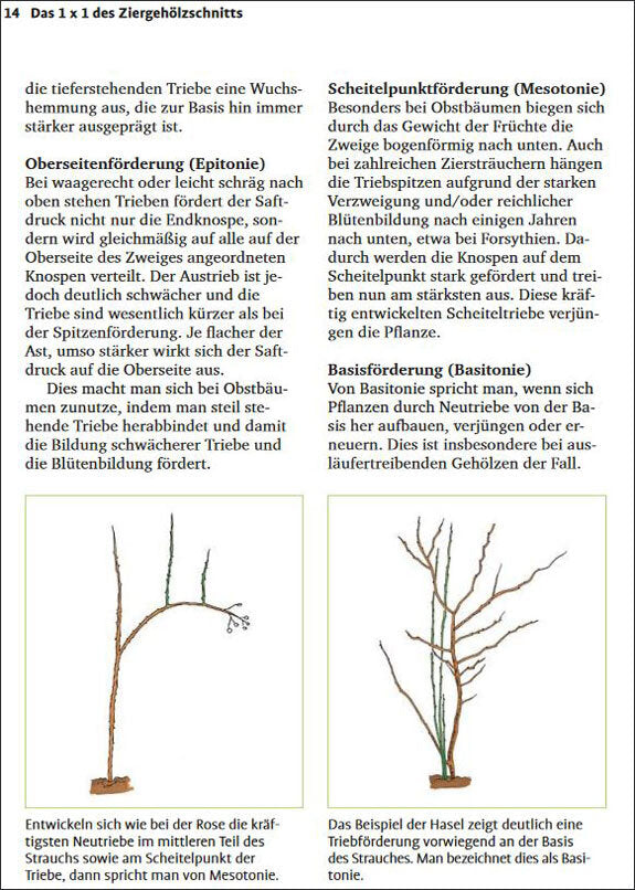 Handbuch Pflanzenschnitt