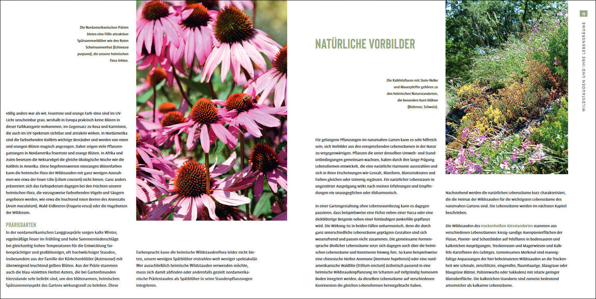 Heimische Wildstauden im Garten