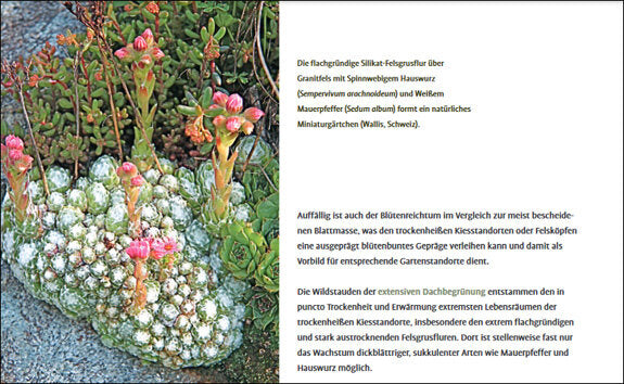 Heimische Wildstauden im Garten