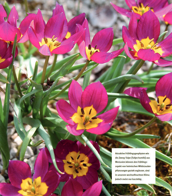 Heimische Wildstauden im Garten