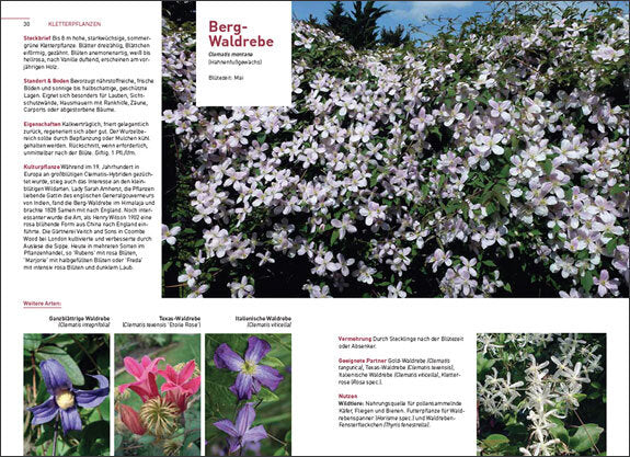 Kletterpflanzen und Bodendecker