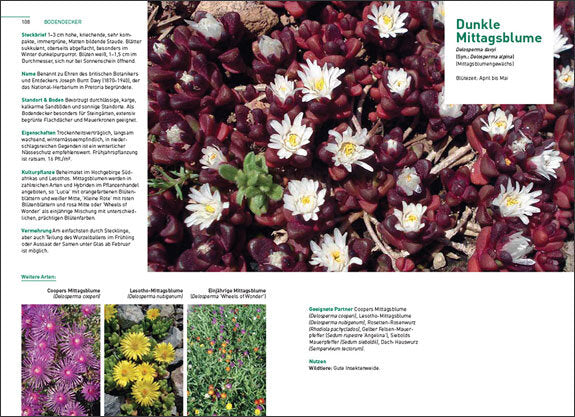 Kletterpflanzen und Bodendecker