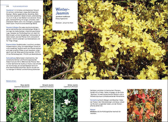 Kletterpflanzen und Bodendecker