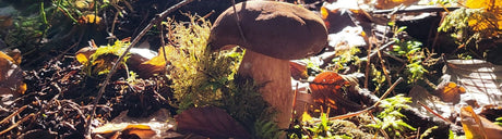 Warum Pilze sammeln glücklich macht