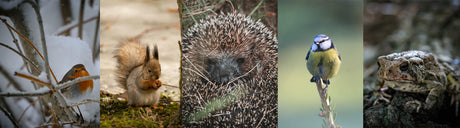 Naturhelden gesucht: 5 kleine Winteraktionen, die heimische Tiere wirklich unterstützen