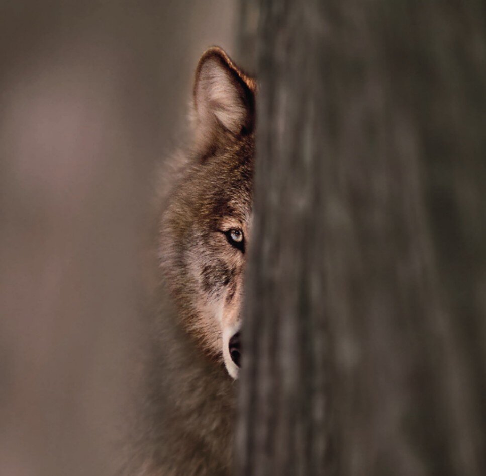 60 Jahre Wildlife Fotografien des Jahres