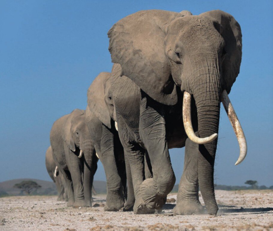 60 Jahre Wildlife Fotografien des Jahres