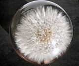 Briefbeschwerer Pusteblume