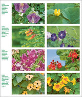 Das große Buch der Stauden und Sommerblumen